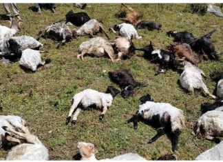 चट्याङ लागेर ५० बाख्रा मरे