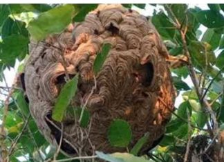 अरिङ्गालले टोकेर एकजनाको निधन