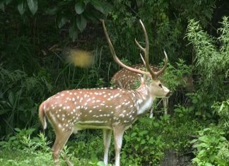 हरिणको आक्रमणबाट एक जनाको मृत्यु