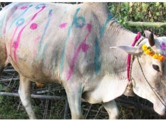 आज गोवर्द्धन पूजा, गोरु, बलि र हली पूजा गरिँदै