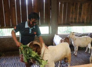 व्यावसायिक बाख्रापालनमा कम्प्युटर इन्जिनियर