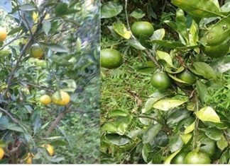 भदौमै पाक्न थाल्यो स्याङ्जाका सुन्तला