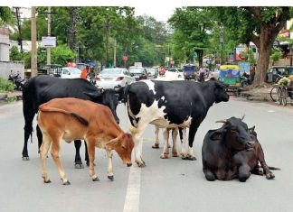 गौमातालाई सडकमा बेवारिसे बनाउने विरुद्ध प्रहरीमा जाहेरी कसले दिने !