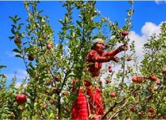 असोजसम्म मुस्ताङमा स्याउ टिन्न प्रतिबन्ध