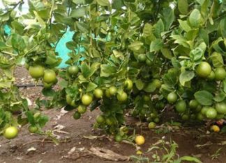 हात्ती रोक्न बाहुनडाँगीमा व्यावसायिक कागतीखेती