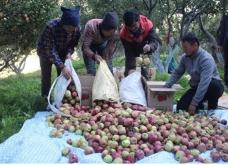 बेमौसमी वर्षाले मुस्ताङमा स्याउ उत्पादन घट्यो