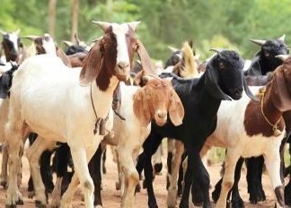 सहाराद्धारा दसैँमा रु ६९ लाख ६० हजार मूल्यको खसीबोका बिक्री