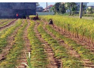 किसानलाई धान काट्न भ्याइनभ्याइ, उत्पादन बढने अनुमान