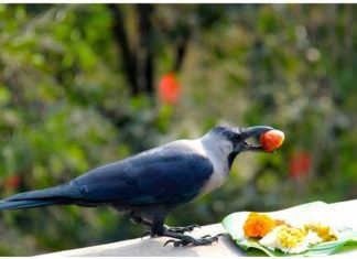 काग तिहार