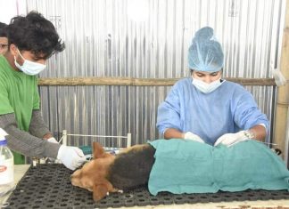 काठमाडौं महानगरले ३ हजार ४६९ कुुकुरको बन्ध्याकरण गर्यो