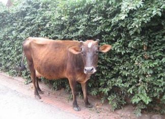 रबिनालाई तिम्ल्याहा शिशु हुर्काउन कठिनाइ, पालिकाले दियो लहिनो गाई