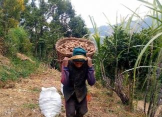 त्रिवेणीमा करोडभन्दा बढीको अदुवा गाउँबाटै बिक्री