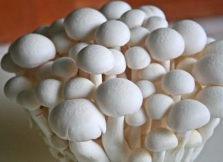 मकवानपुरमा जङ्गली च्याउ खाँदा एक जनाको मृत्यु, चार जना अस्पतालमा