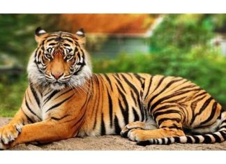 नारायणी नदी किनारमा बाघको आक्रमणबाट एक घाइते