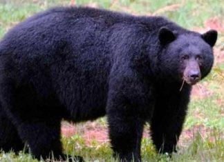 बाजुरामा भालुको आक्रमणबाट एकजना घाइते