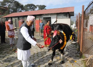 पौडेलद्वारा गाई पूजा