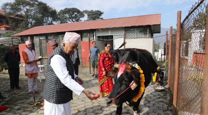 पौडेलद्वारा गाई पूजा