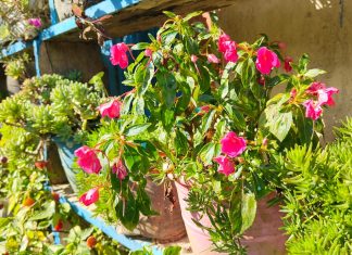 कार्तिकमा इलामका घरहरूमा फूलेका फूलहरू (तस्विरमा)