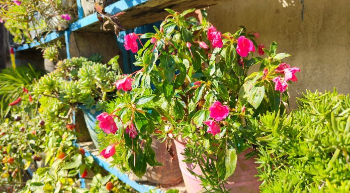 कार्तिकमा इलामका घरहरूमा फूलेका फूलहरू (तस्विरमा)