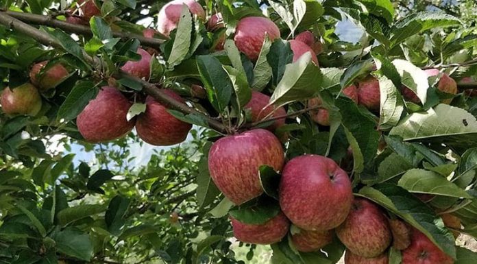 बाजुराको अर्गानिक स्याउ बिक्रीबाट १ करोड बढिको आम्दानी