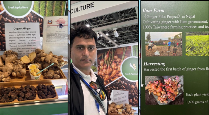 दुबईको एक्सपोमा इलामको अदुवा र अलैँचीले विश्वको ध्यान खिच्यो