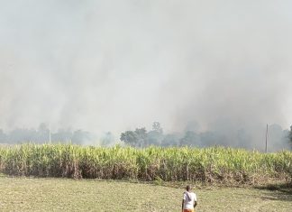 सर्लाहीको उखु खेतीमा भीषण आगलागी