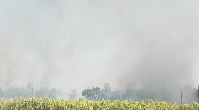 सर्लाहीको उखु खेतीमा भीषण आगलागी