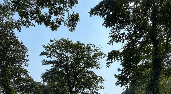 धनसर-जंगलसहिया सडकमा बढ्यो दुर्घटनाको त्रास